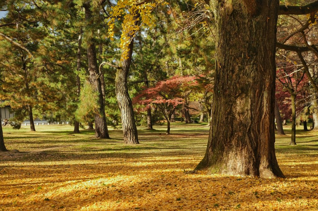 Le jardin du Palais Impérial et ses feuilles de ginkgos au sol en automne